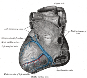 Base and diaphragmatic surface of heart.