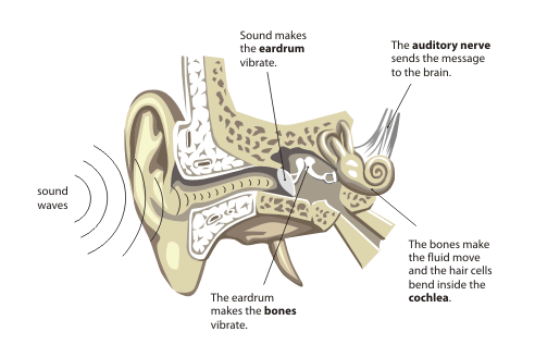 HAIR CELLS IN INNER EAR