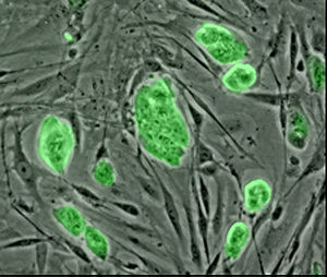 Mouse embryonic stem cells with fluorescent marker